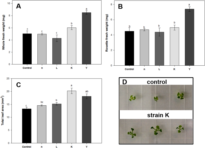 Plant Endophytes Promote Growth And Alleviate Salt Stress In Arabidopsis Thaliana Scientific Reports