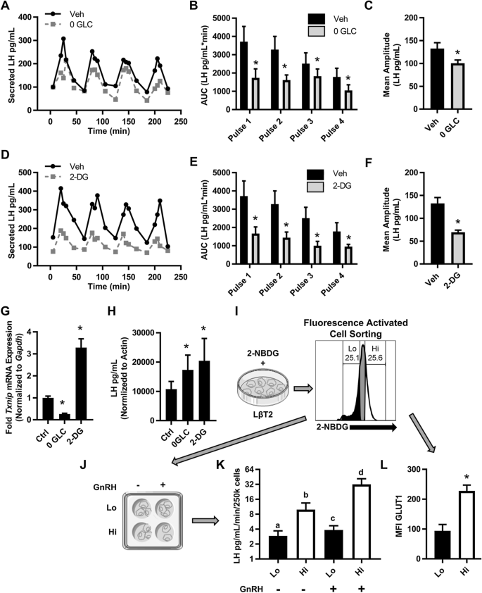 Glut1 Mediated Glycolysis Supports Gnrh Induced Secretion Of Luteinizing Hormone From Female Gonadotropes Scientific Reports