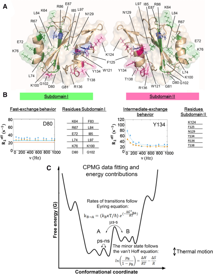 The Dynamics Of Free And Phosphopeptide Bound Grb2 Sh2 Reveals Two Dynamically Independent Subdomains And An Encounter Complex With Fuzzy Interactions Scientific Reports