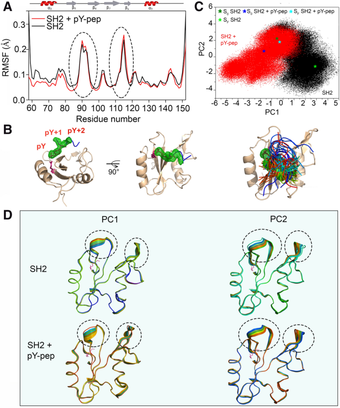 The Dynamics Of Free And Phosphopeptide Bound Grb2 Sh2 Reveals Two Dynamically Independent Subdomains And An Encounter Complex With Fuzzy Interactions Scientific Reports