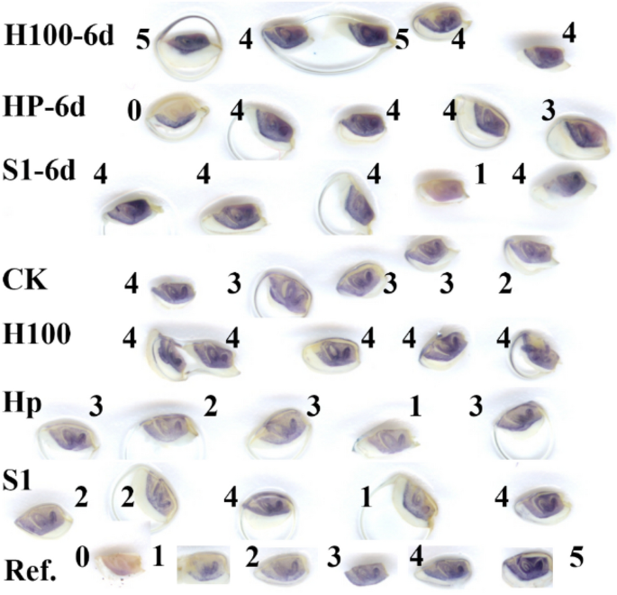 Timing For Antioxidant Priming Against Rice Seed Ageing Optimal Only In Non Resistant Stage Scientific Reports Timing For Antioxidant Priming Against Rice Seed Ageing Optimal Only In Non Resistant Stage Scientific Reports