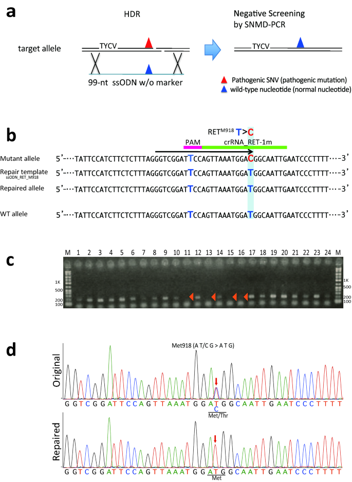 Rapid repair of human disease-specific single-nucleotide variants by  One-SHOT genome editing | Scientific Reports
