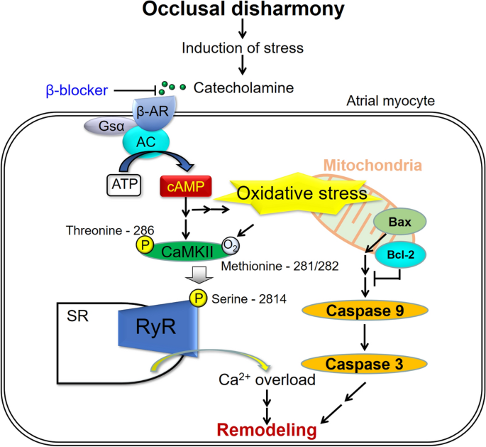 Effects Of Occlusal Disharmony On Susceptibility To Atrial Fibrillation In Mice Scientific Reports