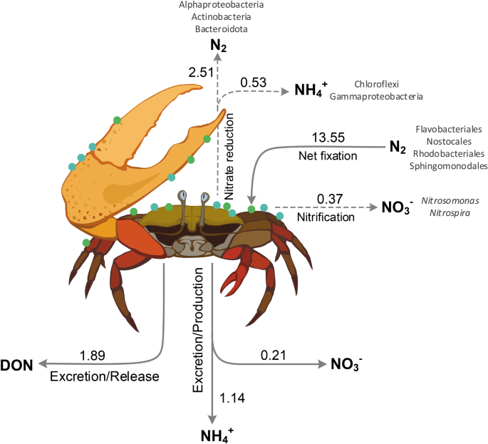 N 2 Fixation Dominates Nitrogen Cycling In A Mangrove Fiddler Crab Holobiont Scientific Reports
