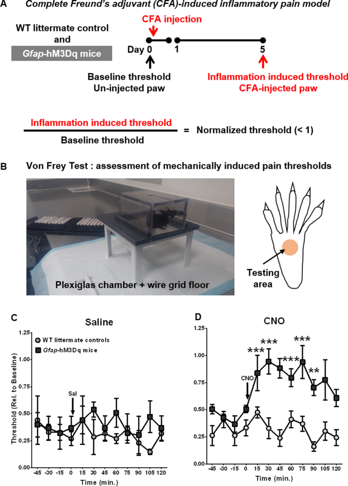 Sensory Satellite Glial Gq Gpcr Activation Alleviates Inflammatory Pain Via Peripheral Adenosine 1 Receptor Activation Scientific Reports