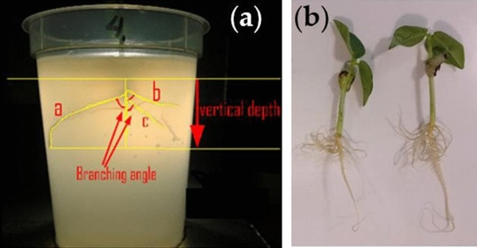 Agar with embedded channels to study root growth | Scientific Reports