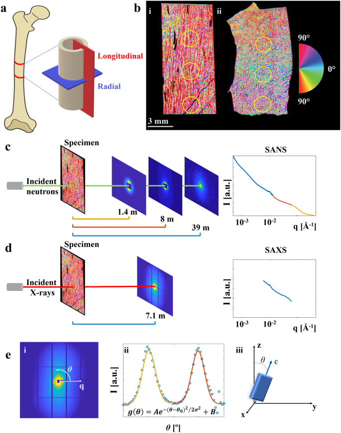 Comparison Of Small Angle Neutron And X Ray Scattering For Studying Cortical Bone Nanostructure Scientific Reports
