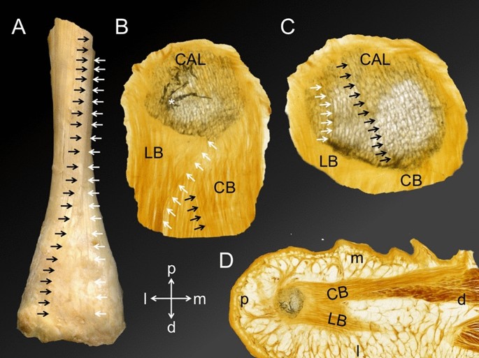 achilles and plantar fascia