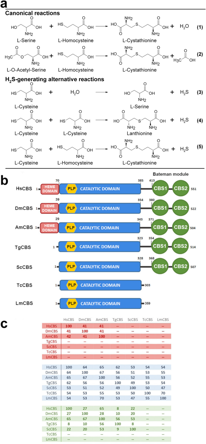 Cystathionine B Synthase Is Involved In Cysteine Biosynthesis And H2s Generation In Toxoplasma Gondii Scientific Reports