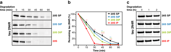 Efficiency Of The Four Proteasome Subtypes To Degrade Ubiquitinated Or Oxidized Proteins Scientific Reports