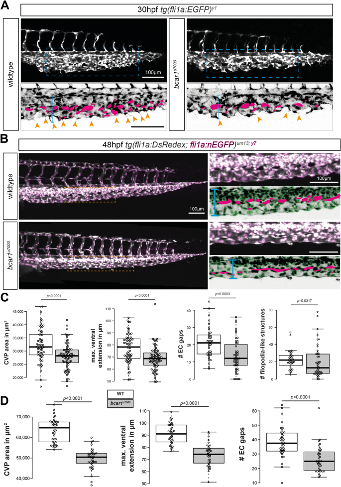 P130cas ar1 Mediates Zebrafish Caudal Vein Plexus Angiogenesis Scientific Reports