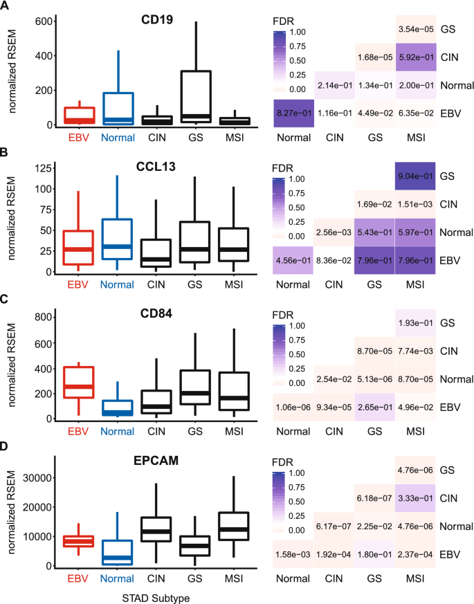 High MHC-II expression in Epstein–Barr virus-associated gastric cancers  suggests that tumor cells serve an important role in antigen presentation |  Scientific Reports