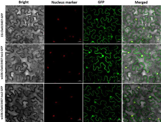 A Mutation In The Intron Splice Acceptor Site Of A Ga3ox Gene Confers Dwarf Architecture In Watermelon Citrullus Lanatus L Scientific Reports