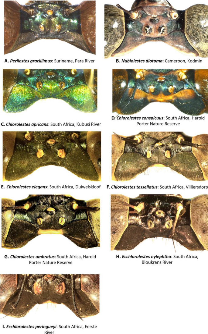 Phylogeny Of The Synlestidae Odonata Zygoptera With An Emphasis On Chlorolestes Selys And Ecchlorolestes Barnard Scientific Reports