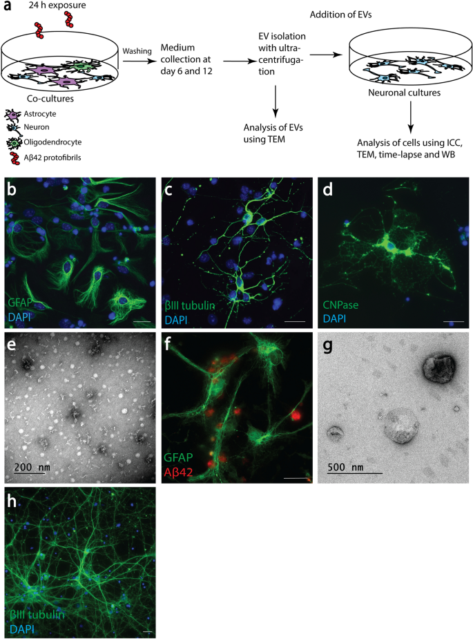 Extracellular Vesicles From Amyloid B Exposed Cell Cultures Induce Severe Dysfunction In Cortical Neurons Scientific Reports