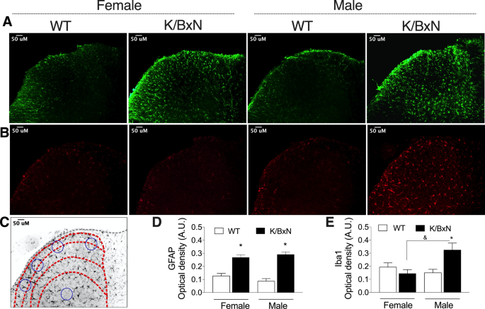 The Neuropathic Phenotype Of The K Bxn Transgenic Mouse With Spontaneous Arthritis Pain Nerve Sprouting And Joint Remodeling Scientific Reports