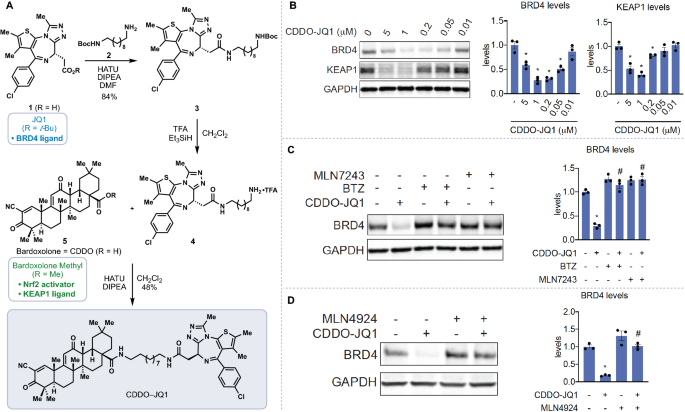 Bardoxolone conjugation enables targeted protein degradation of BRD4 |  Scientific Reports