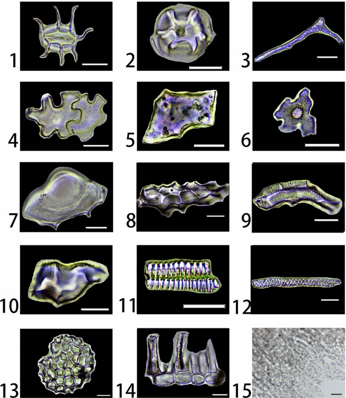 Featured image of post Silica Phytoliths