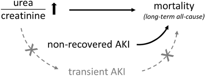 A High Urea To Creatinine Ratio Predicts Long Term Mortality Independent Of Acute Kidney Injury Among Patients Hospitalized With An Infection Scientific Reports