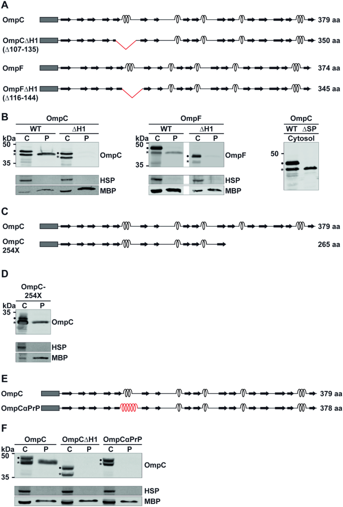 Secy Mediated Quality Control Prevents The Translocation Of Non Gated Porins Scientific Reports