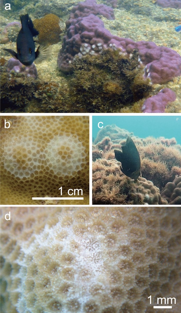 Herbivorous Damselfishes Expand Their Territories After Causing White Scars On Porites Corals Scientific Reports