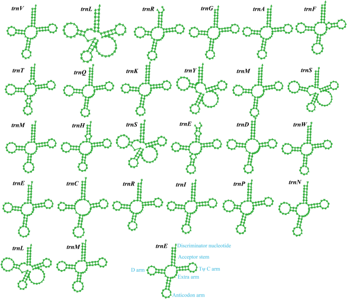the complete mitochondrial genome of