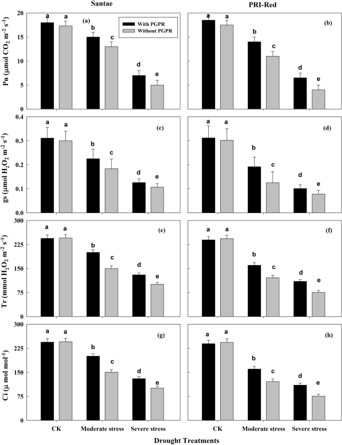 Plant Growth Promoting Rhizobacteria Alleviates Drought Stress In Potato In Response To Suppressive Oxidative Stress And Antioxidant Enzymes Activities Scientific Reports