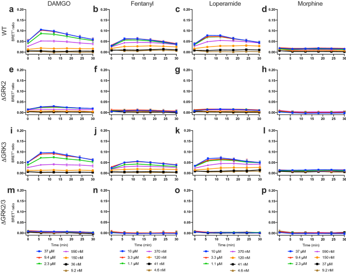 Dissecting The Roles Of Grk2 And Grk3 In M Opioid Receptor Internalization And B Arrestin2 Recruitment Using Crispr Cas9 Edited Hek293 Cells Scientific Reports