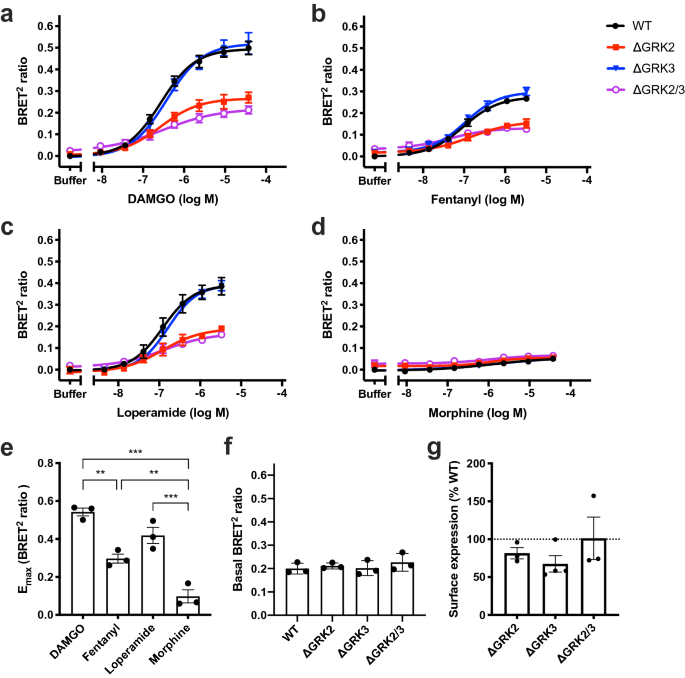 Dissecting The Roles Of Grk2 And Grk3 In M Opioid Receptor Internalization And B Arrestin2 Recruitment Using Crispr Cas9 Edited Hek293 Cells Scientific Reports