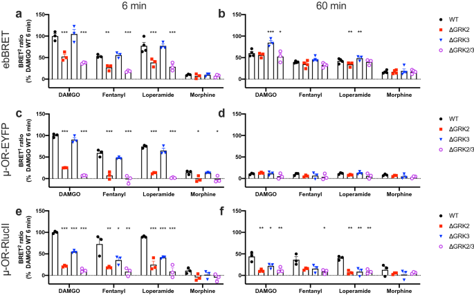 Dissecting The Roles Of Grk2 And Grk3 In M Opioid Receptor Internalization And B Arrestin2 Recruitment Using Crispr Cas9 Edited Hek293 Cells Scientific Reports