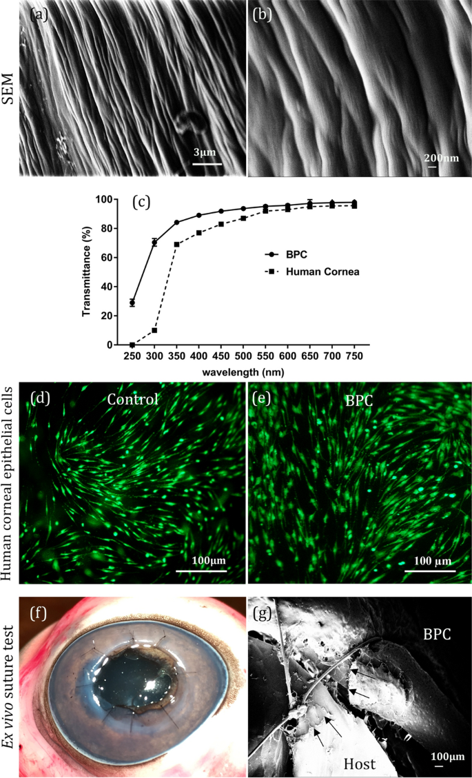 A porous collagen-based hydrogel and implantation method for corneal stromal regeneration and sustained drug delivery | Scientific Reports