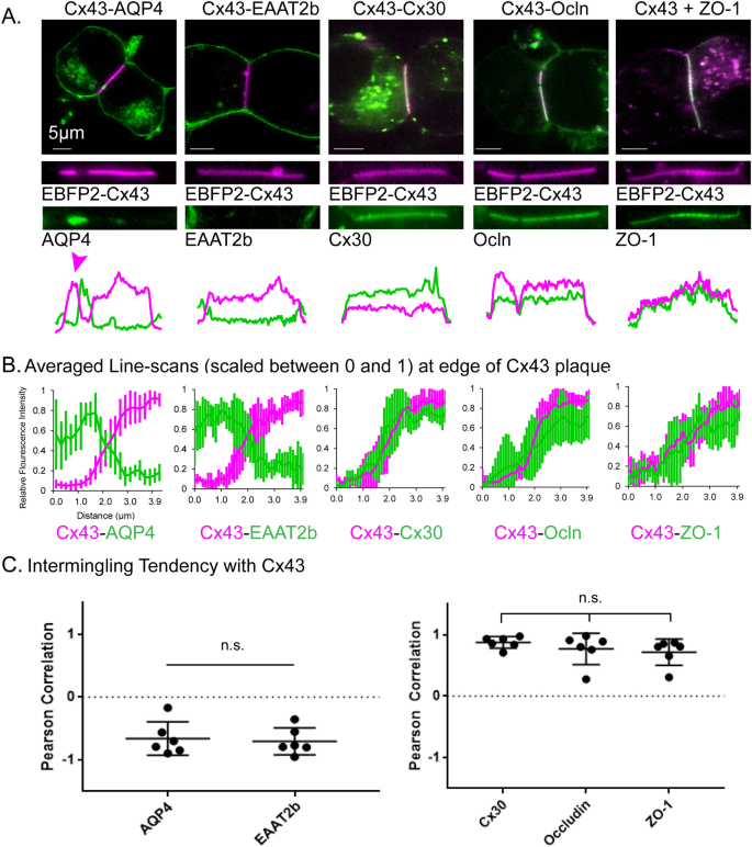 The dynamic Nexus: gap junctions control protein localization and mobility  in distinct and surprising ways | Scientific Reports