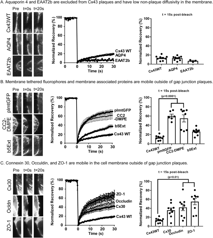 The Dynamic Nexus Gap Junctions Control Protein Localization And Mobility In Distinct And Surprising Ways Scientific Reports
