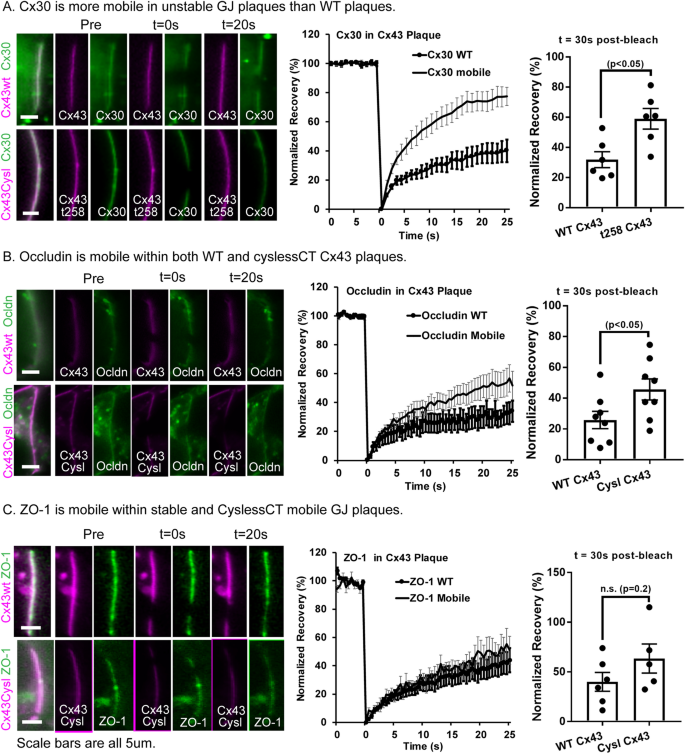 The Dynamic Nexus Gap Junctions Control Protein Localization And Mobility In Distinct And Surprising Ways Scientific Reports