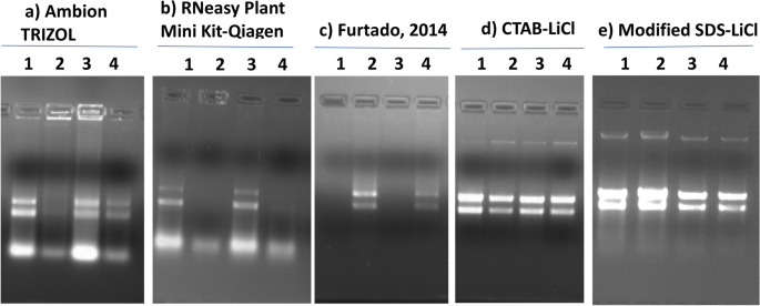 A universal method for high-quality RNA extraction from plant tissues rich  in starch, proteins and fiber | Scientific Reports