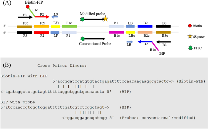 Ultrasensitive detection of Mycobacterium tuberculosis by a rapid and  specific probe-triggered one-step, simultaneous DNA hybridization and  isothermal amplification combined with a lateral flow dipstick | Scientific  Reports