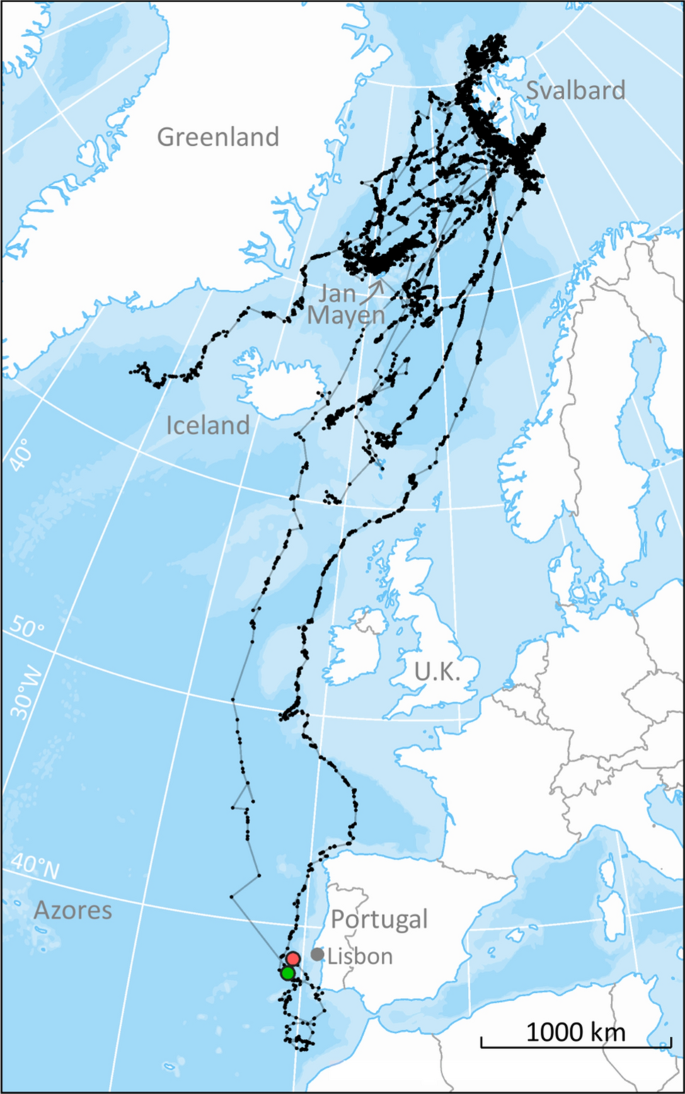 Autumn movements of fin whales Balaenoptera physalus from