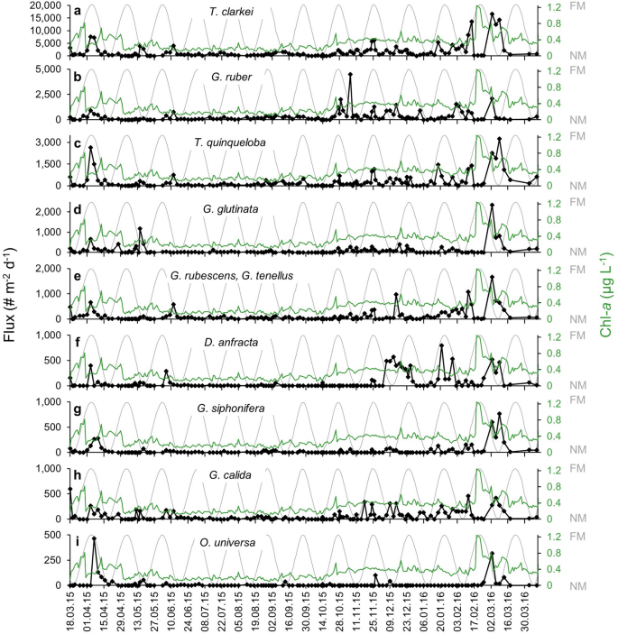 The Daily Resolved Temperature Dependence And Structure Of Planktonic Foraminifera Blooms Scientific Reports