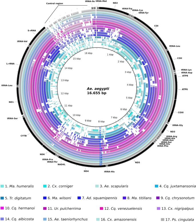 Culicidae Evolutionary History Focusing On The Culicinae Subfamily Based On Mitochondrial Phylogenomics Scientific Reports