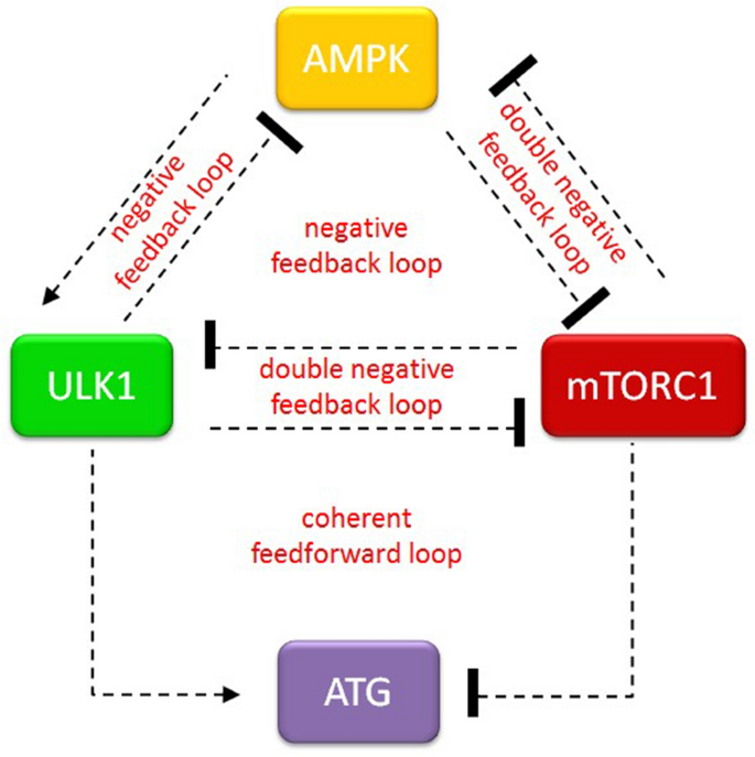 Fine Tuning Of Ampk Ulk1 Mtorc1 Regulatory Triangle Is Crucial For Autophagy Oscillation Scientific Reports