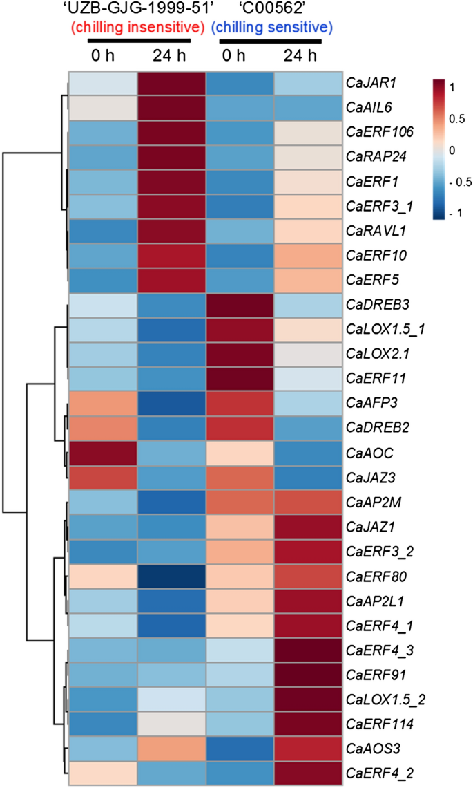 Jasmonic Acid And Erf Family Genes Are Involved In Chilling Sensitivity And Seed Browning Of Pepper Fruit After Harvest Scientific Reports Jasmonic Acid And Erf Family Genes Are Involved In Chilling Sensitivity And Seed Browning Of Pepper Fruit After Harvest Scientific Reports