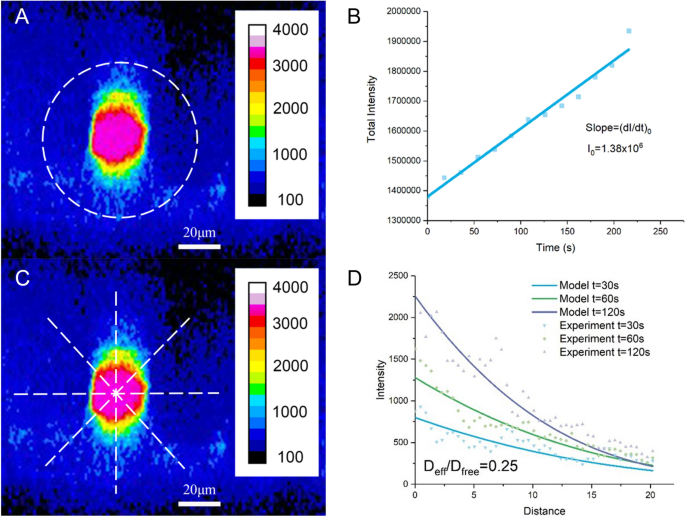 Modulation Of Solute Diffusivity In Brain Tissue As A Novel Mechanism Of Transcranial Direct Current Stimulation Tdcs Scientific Reports