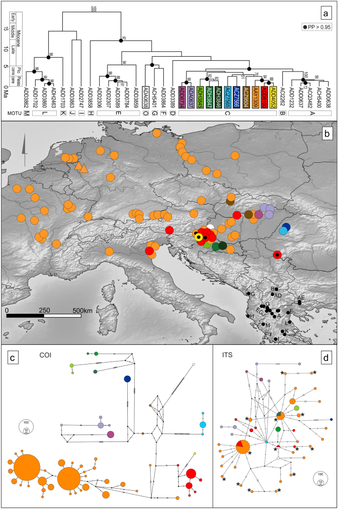 Successful Post Glacial Colonization Of Europe By Single Lineage Of Freshwater Amphipod From Its Pannonian Plio Pleistocene Diversification Hotspot Scientific Reports