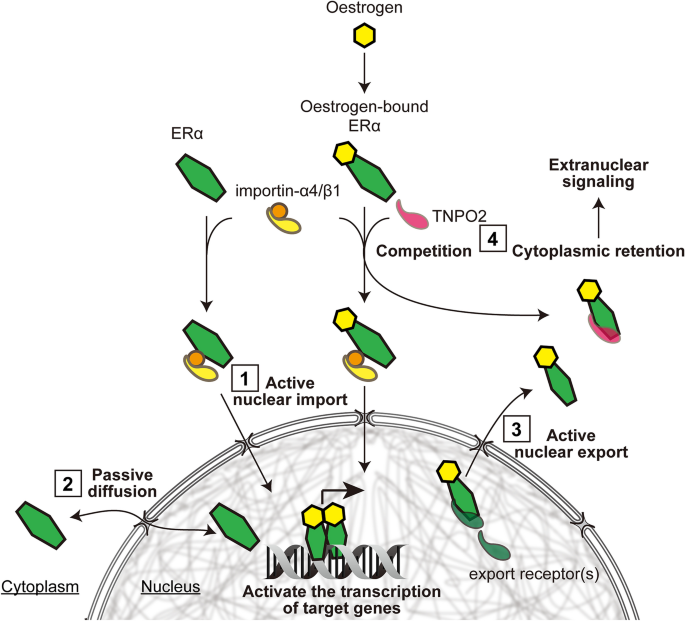 Transportin 2 Plays A Critical Role In Nucleocytoplasmic Shuttling Of Oestrogen Receptor A Scientific Reports