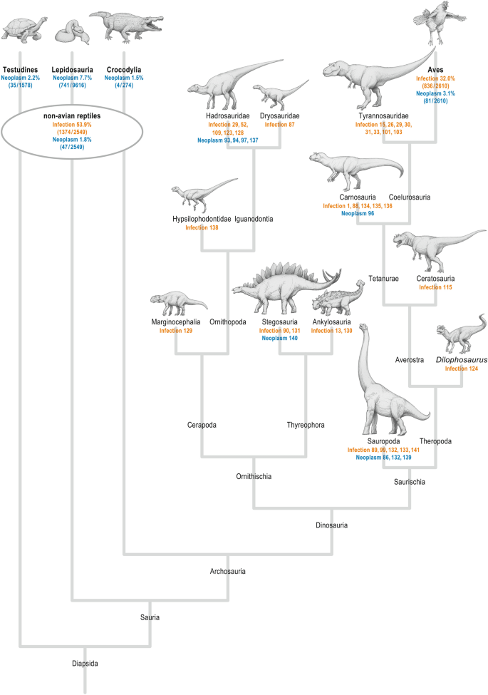 T. rex could have been 70% bigger than fossils suggest, new study