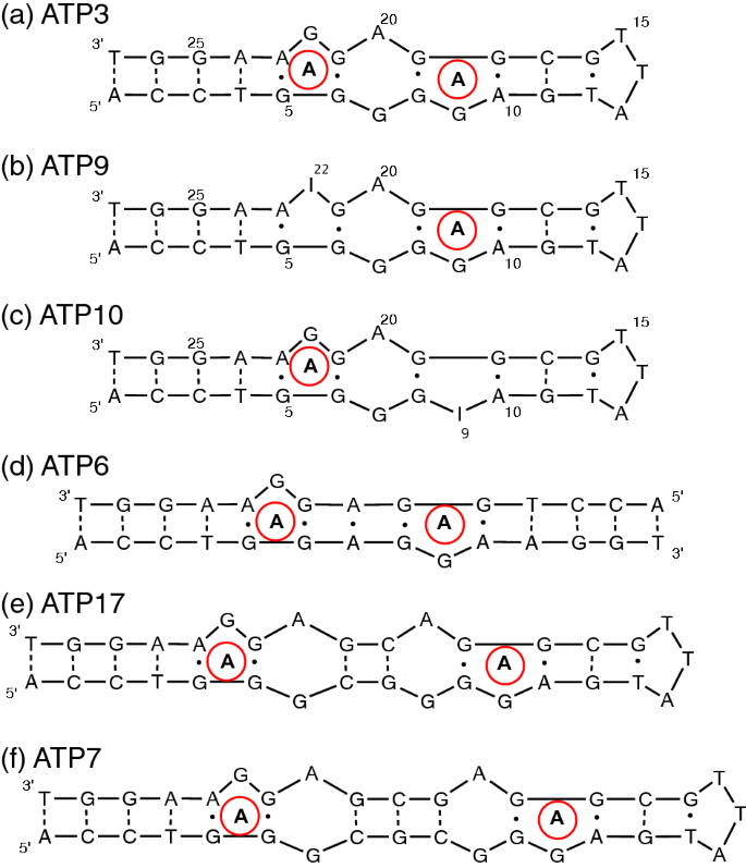 Thermodynamic Analysis Of Cooperative Ligand Binding By The Atp Binding Dna Aptamer Indicates A Population Shift Binding Mechanism Scientific Reports