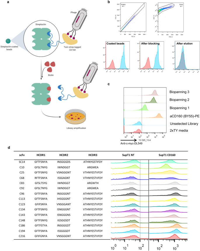 A primer set for the rapid isolation of scFv fragments against cell surface  antigens from immunised rats | Scientific Reports