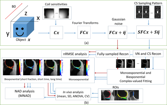 Rapid Mono And Biexponential 3d T 1r Mapping Of Knee Cartilage Using Variational Networks Scientific Reports