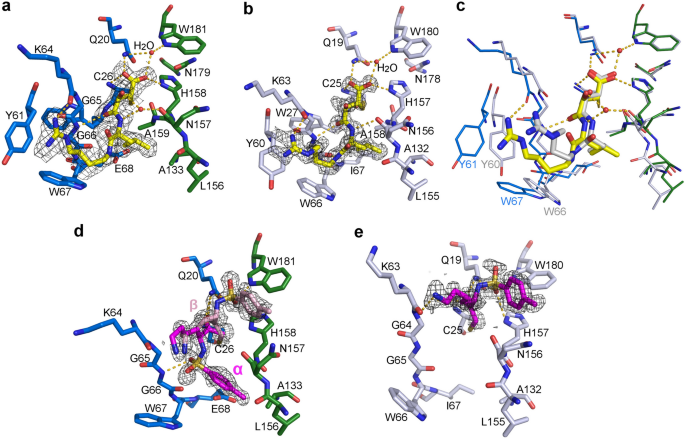 Structures Of The Free And Inhibitors Bound Forms Of Bromelain And Ananain From Ananas Comosus Stem And In Vitro Study Of Their Cytotoxicity Scientific Reports
