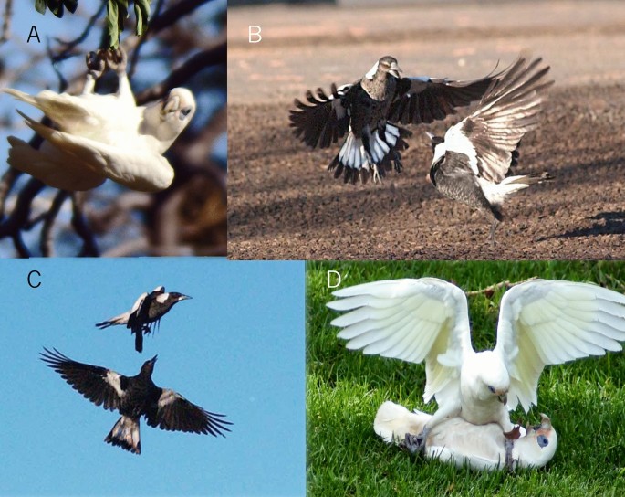 Play Behaviour Not Tool Using Relates To Brain Mass In A Sample Of Birds Scientific Reports